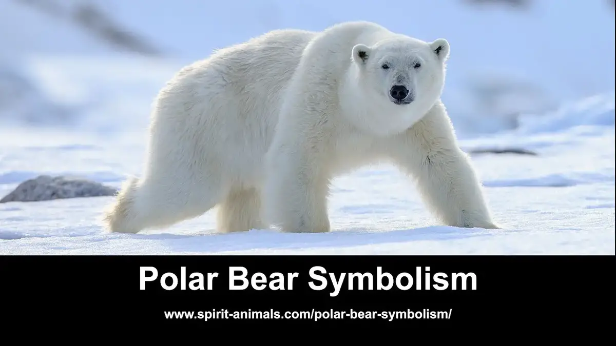 Bear Meaning, Bear Symbolism, Bear Spirit Animal