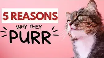 11 Cat Sounds and What They Mean - The Purrington Post